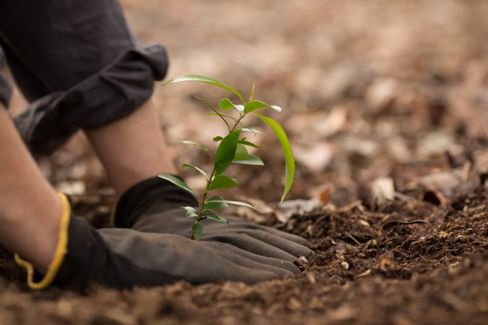 Planting a plant
