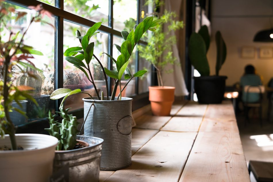 Asian plant