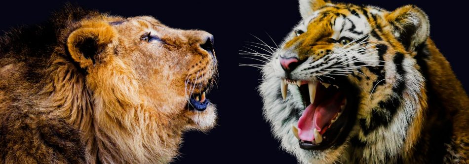 Animal Apache VS Nginx
